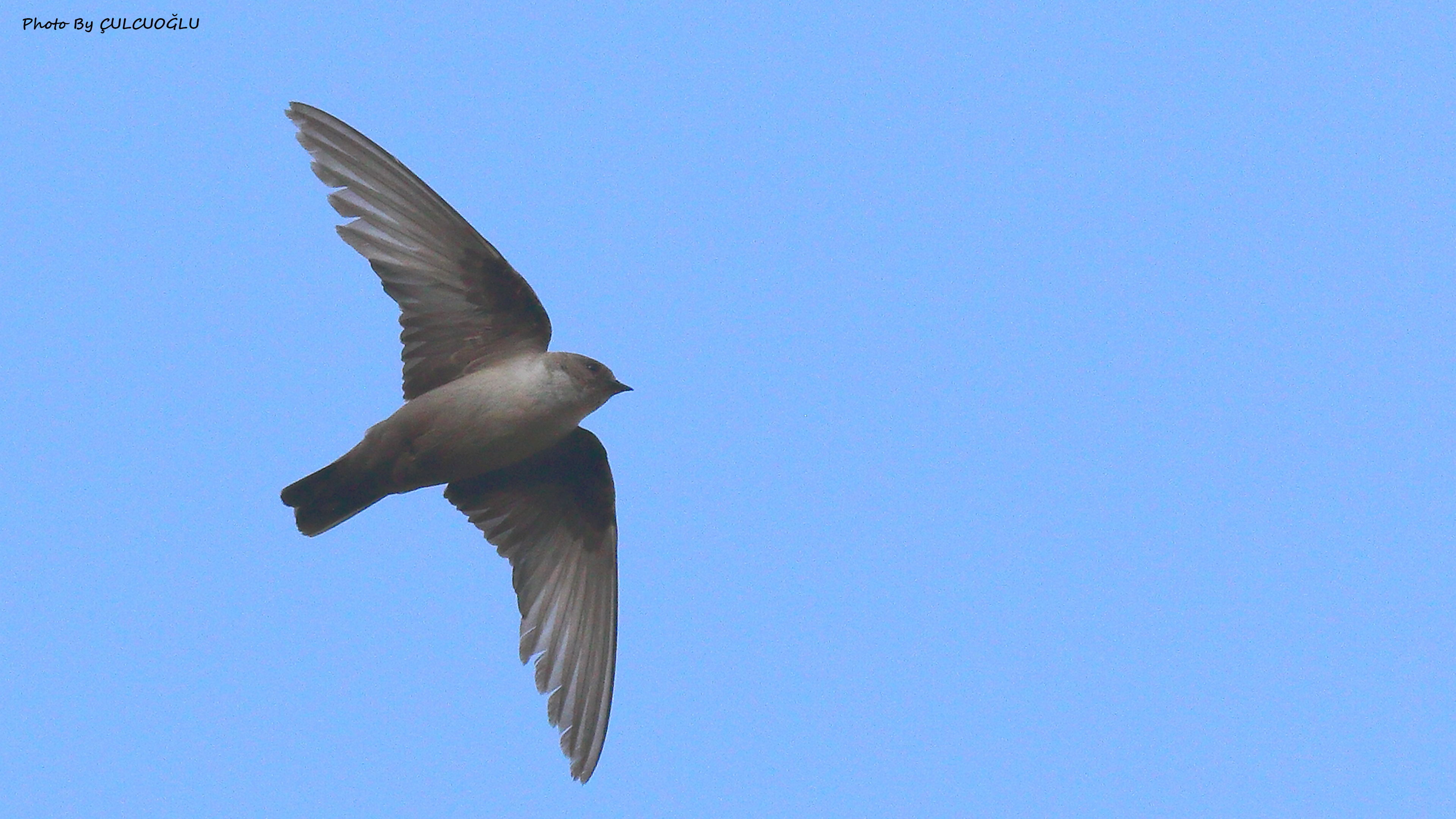 Eurasian Crag-Martin